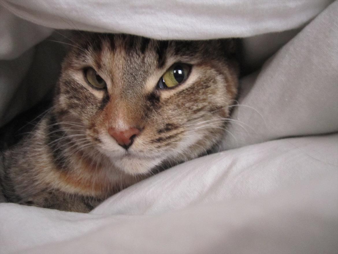 Blanding af racer Nemo billede 3