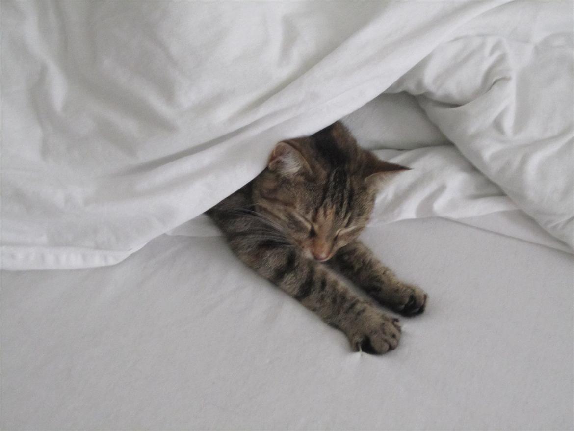 Blanding af racer Nemo billede 4