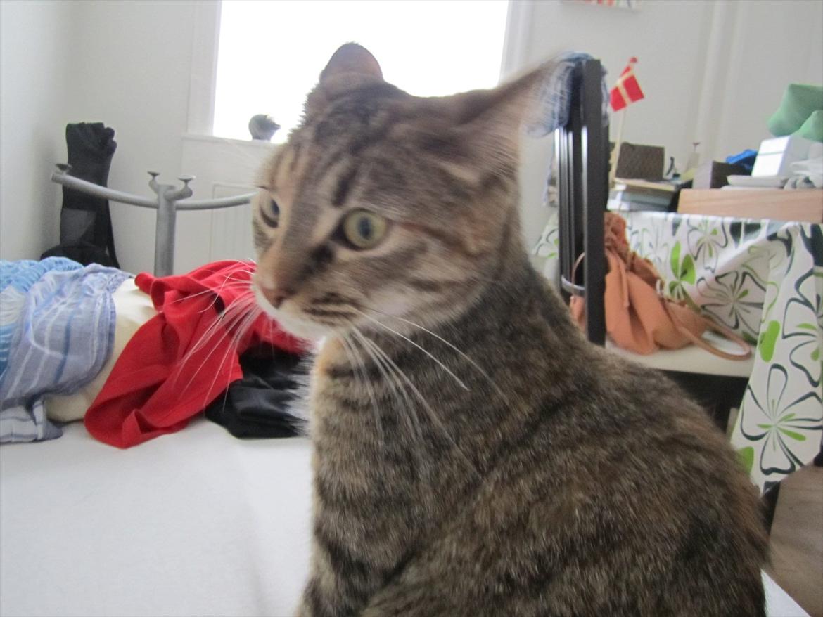 Blanding af racer Nemo billede 5