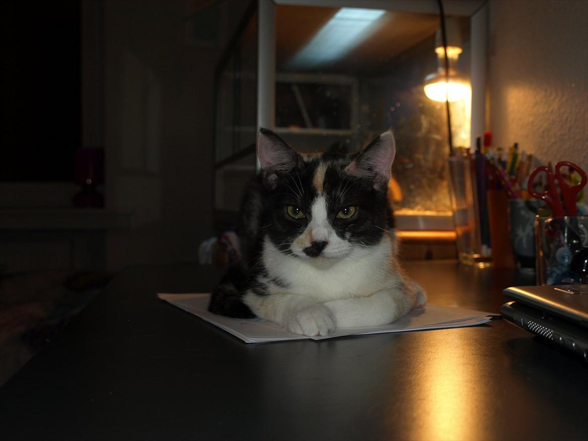 Huskat Mie billede 1