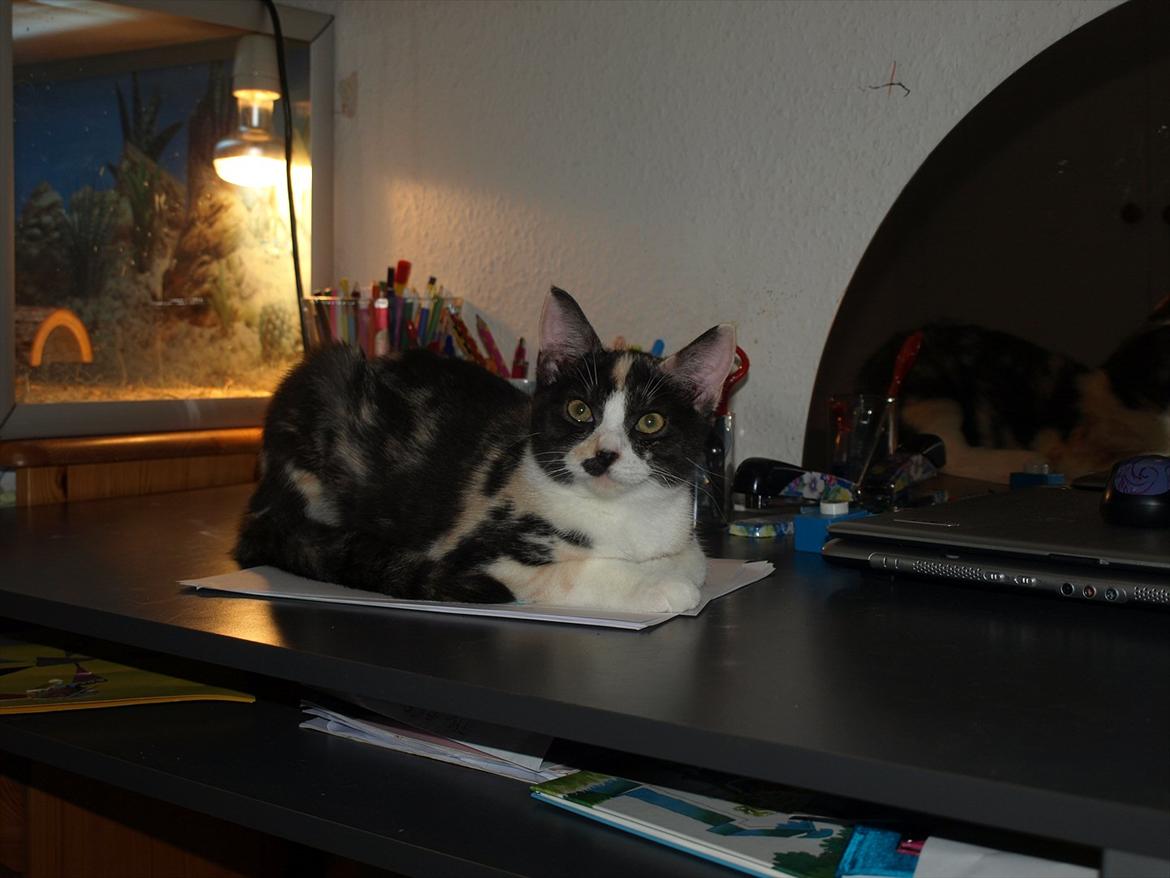 Huskat Mie billede 2