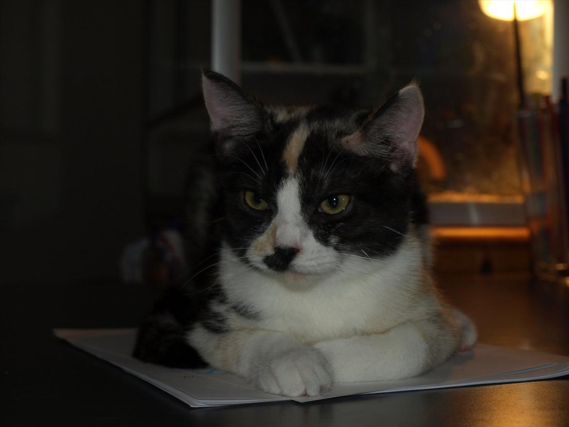 Huskat Mie billede 3