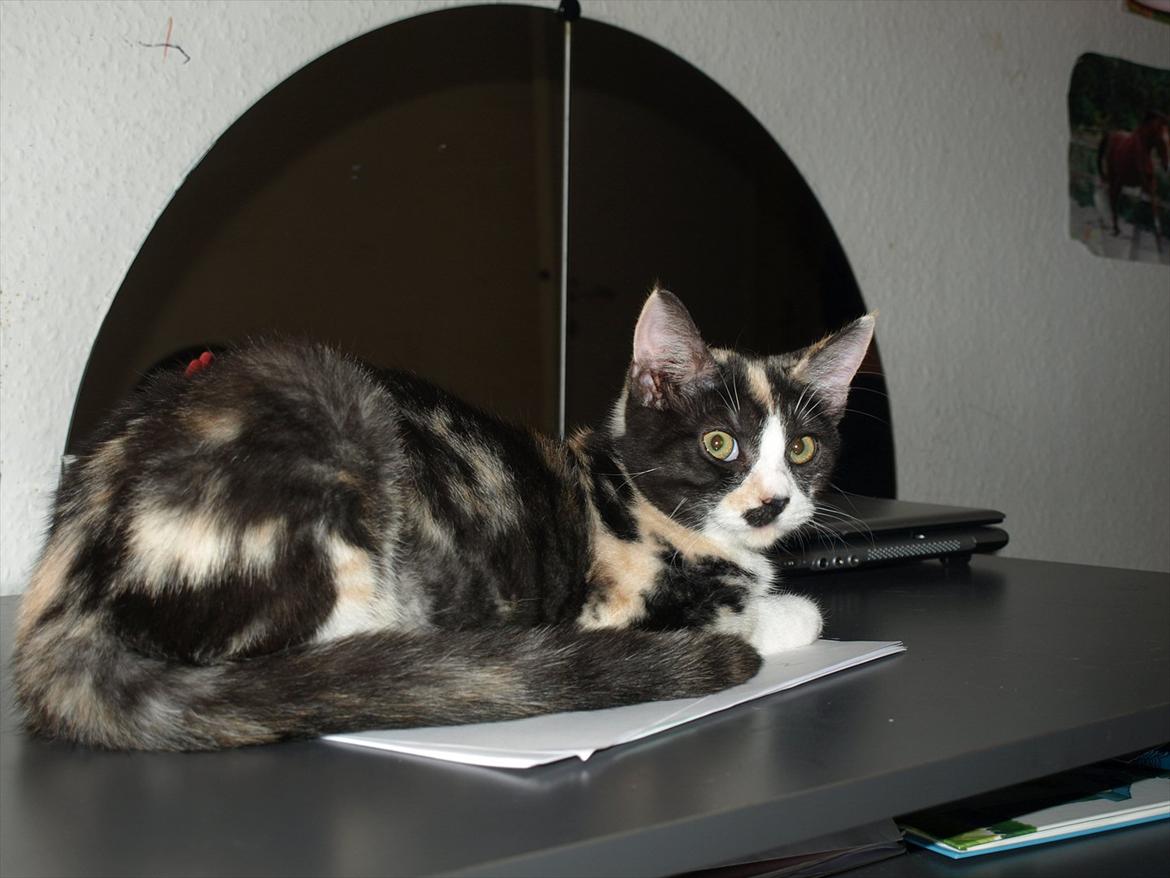 Huskat Mie billede 5