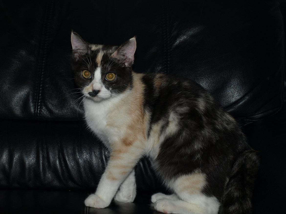 Huskat Mie billede 6