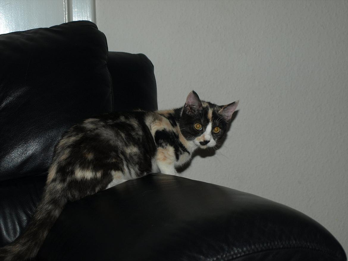 Huskat Mie billede 7