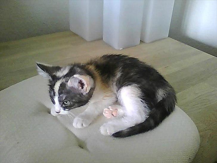 Huskat Mie - fra den dag vi fik hende billede 8