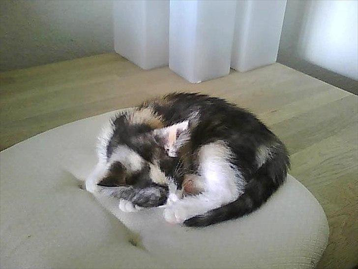 Huskat Mie billede 9