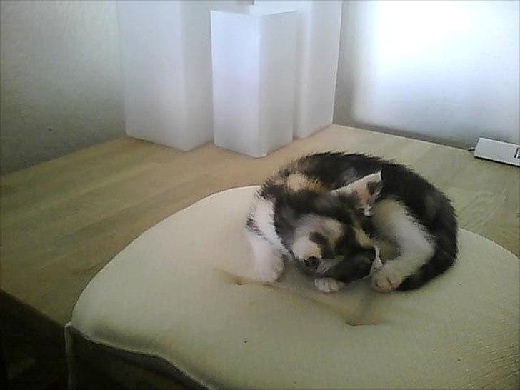 Huskat Mie billede 10