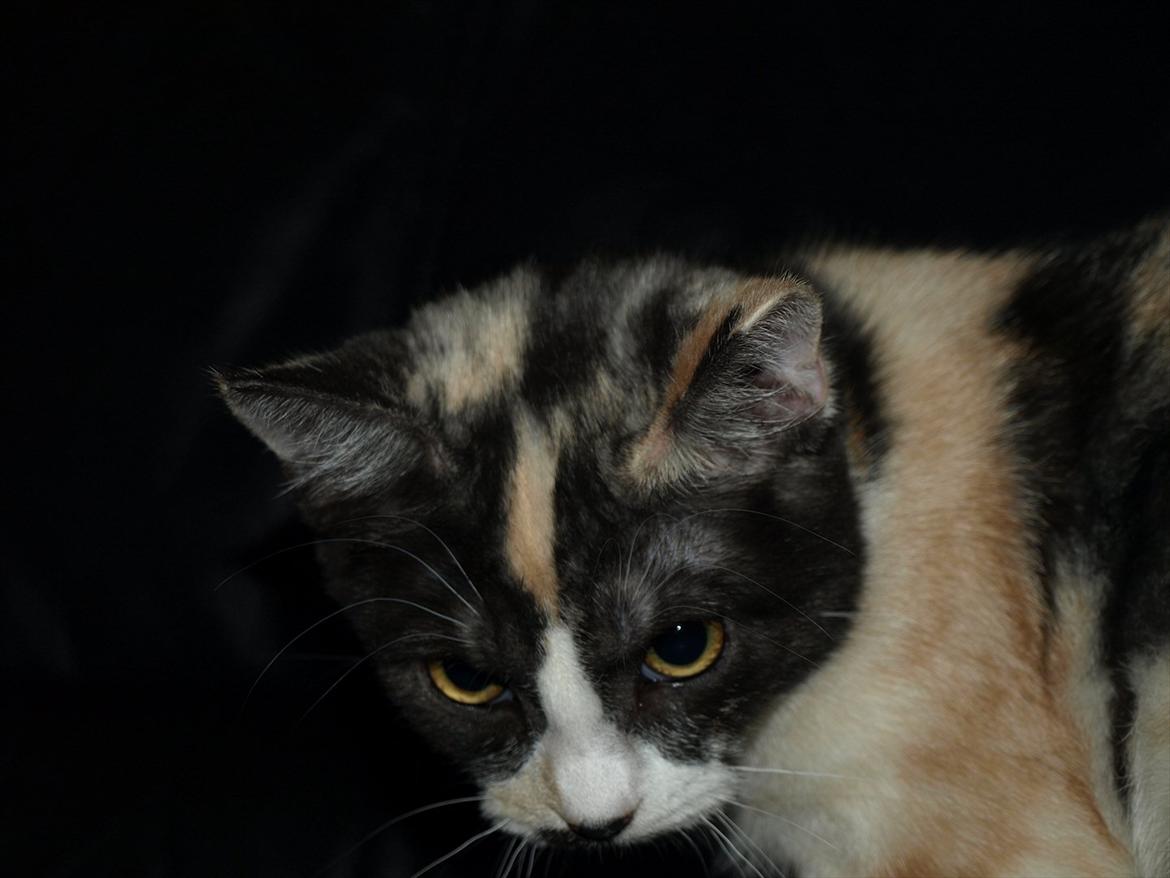 Huskat Mie billede 11