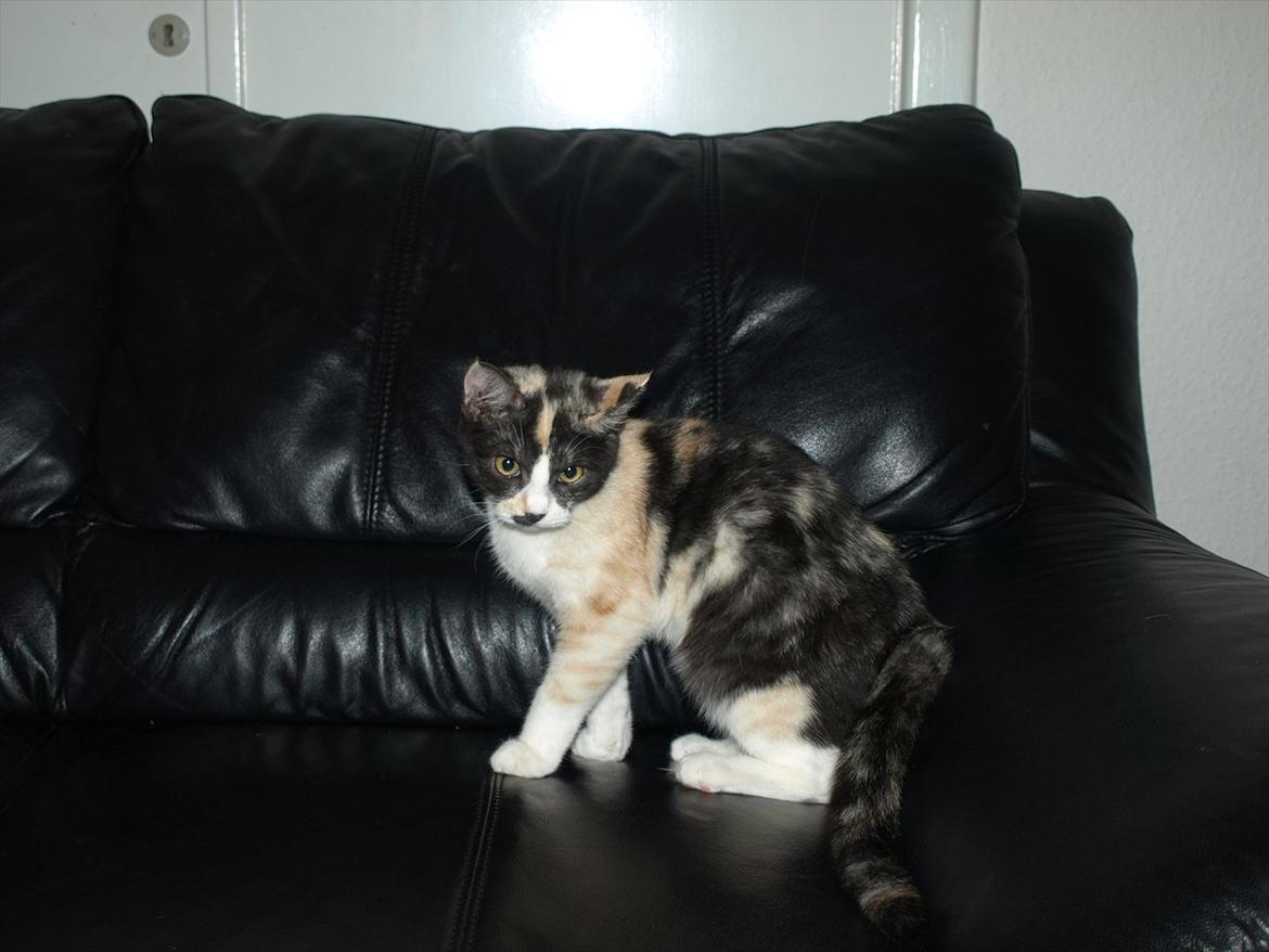 Huskat Mie billede 12