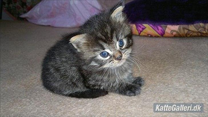 Blanding af racer Pixie - Pixie som helt lille (: billede 2