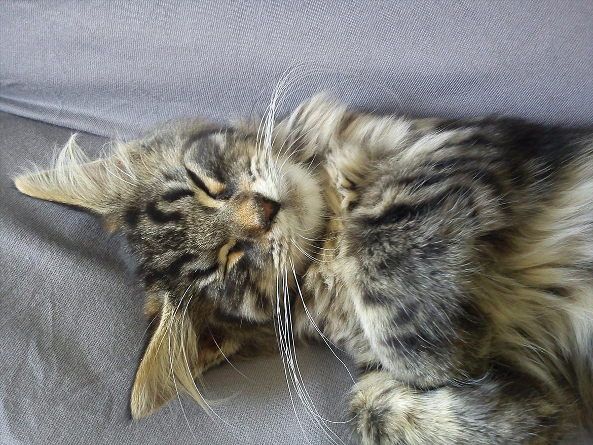 Blanding af racer Pixie - Lille syvsover billede 3