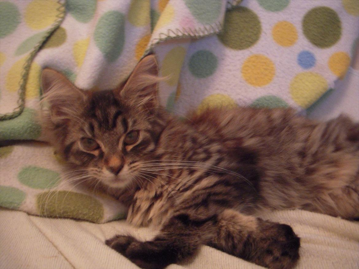 Blanding af racer Pixie billede 5