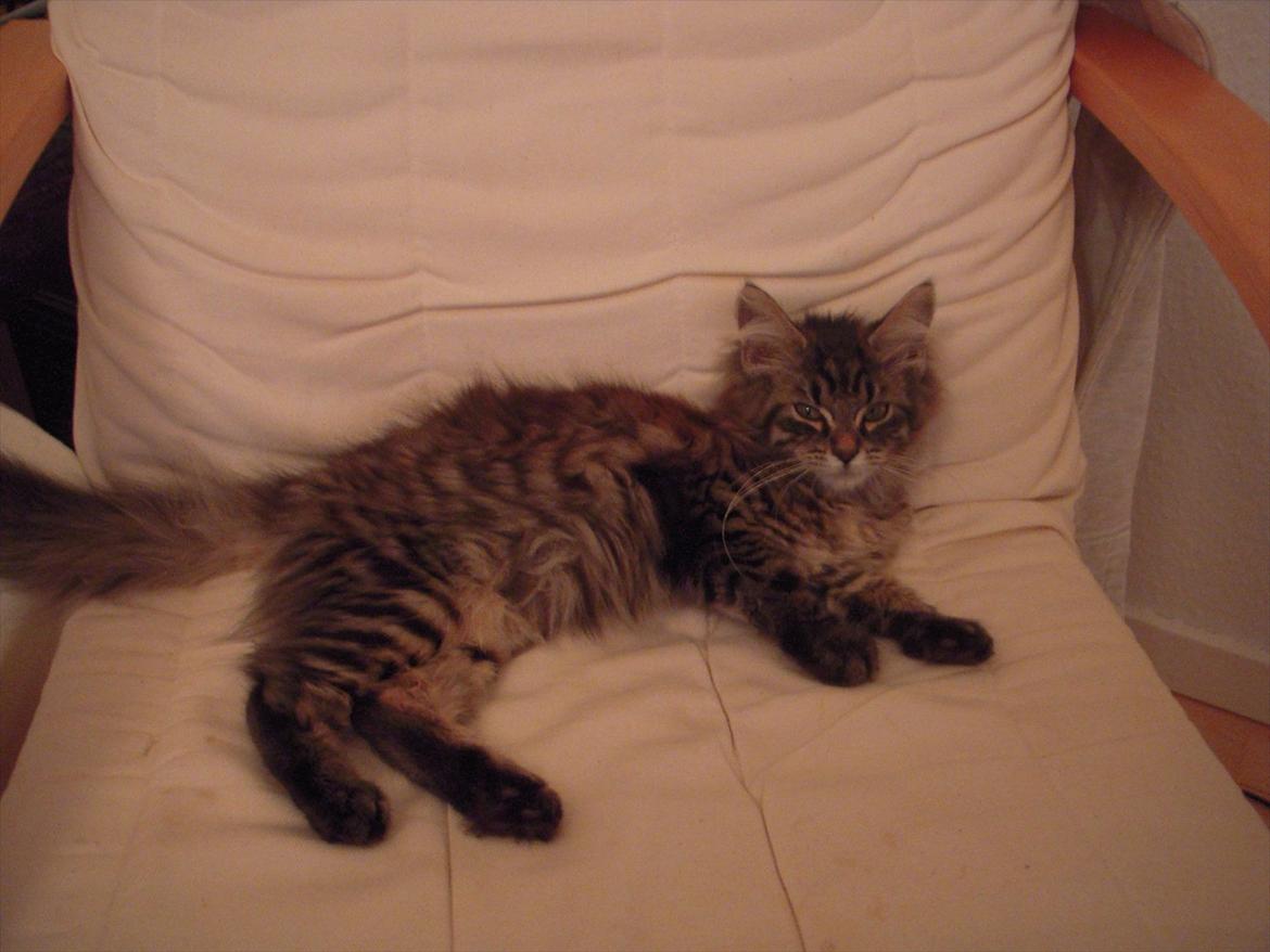 Blanding af racer Pixie - Pixies helt egen stol  billede 6