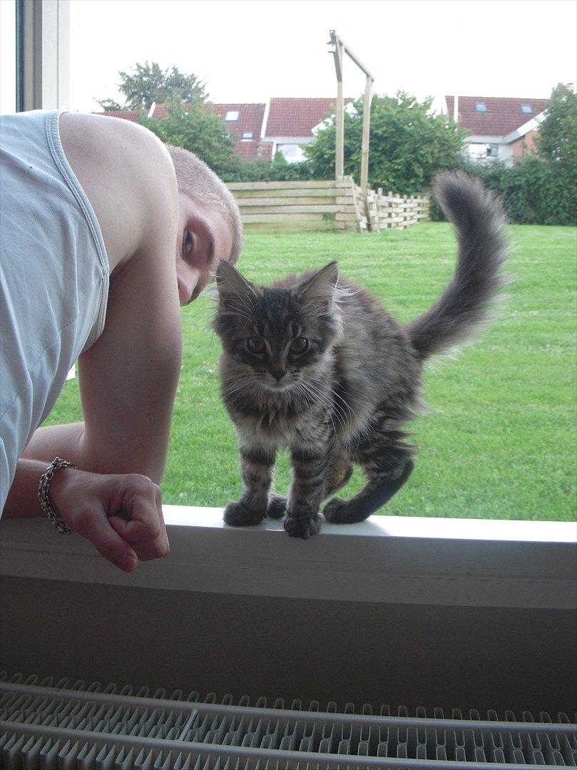 Blanding af racer Pixie billede 7