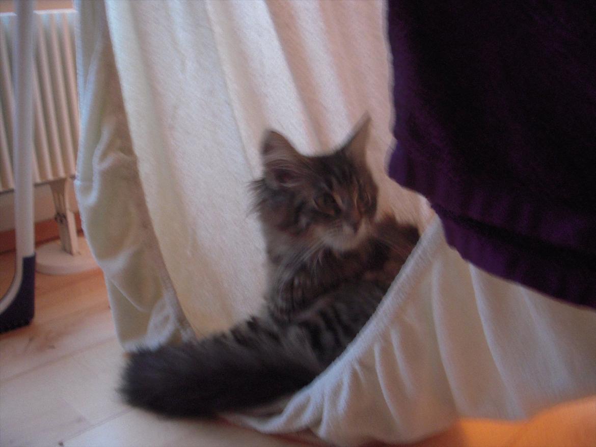 Blanding af racer Pixie billede 8