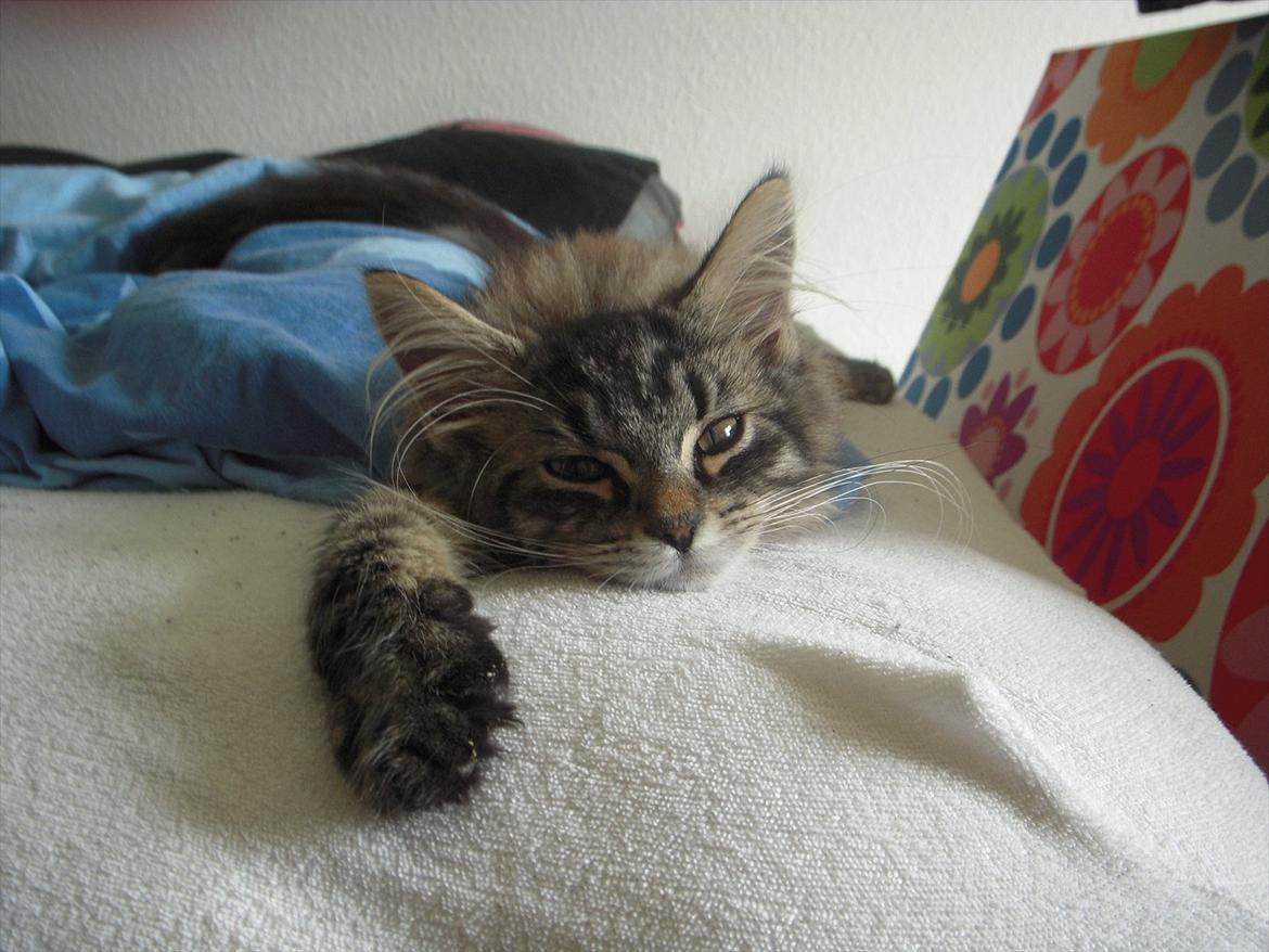 Blanding af racer Pixie billede 9