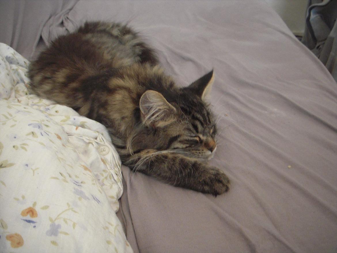 Blanding af racer Pixie billede 12