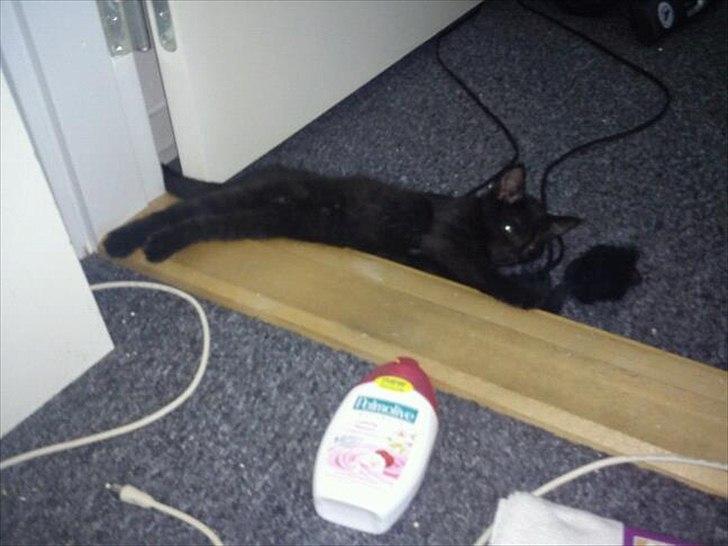 Huskat Malibue billede 1