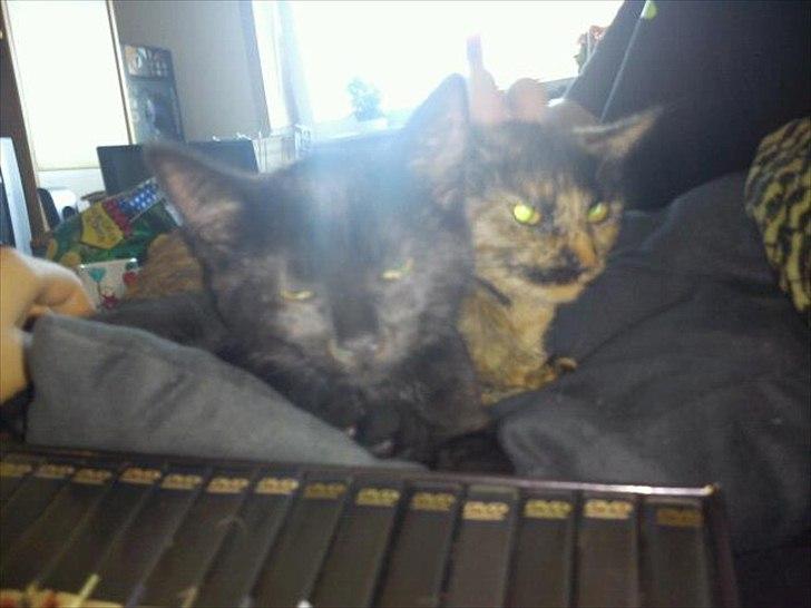 Huskat Malibue billede 2