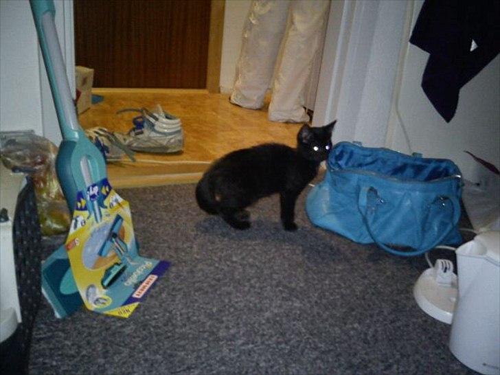 Huskat Malibue billede 4