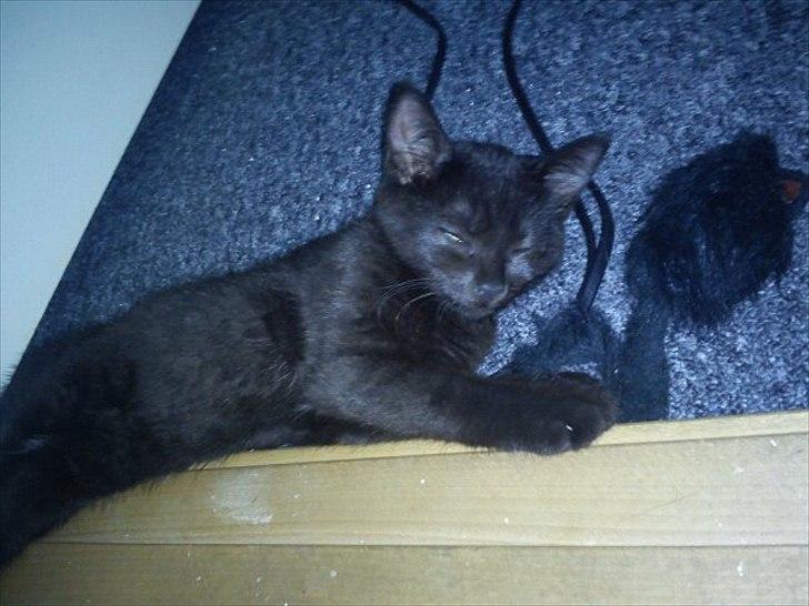 Huskat Malibue billede 5