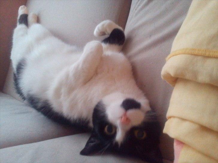 Huskat Tulle billede 6