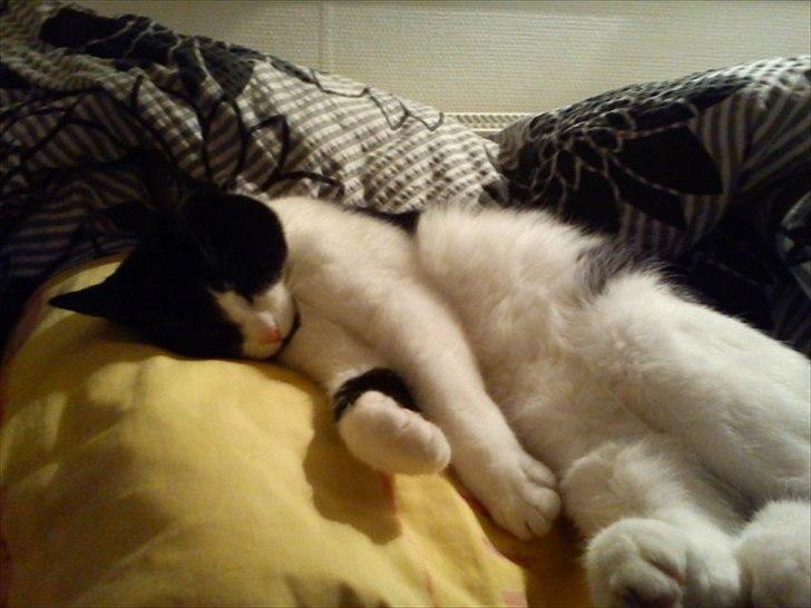 Huskat Tulle - Tulle det er dag nu! op med dig. billede 7