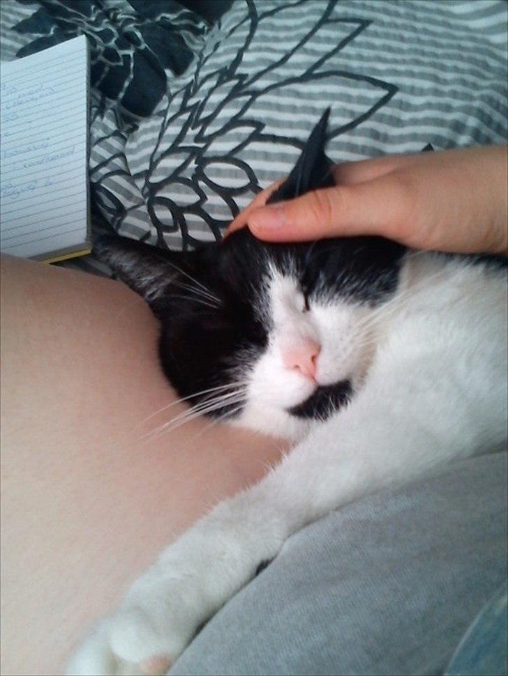 Huskat Tulle - ae ae tulle billede 8