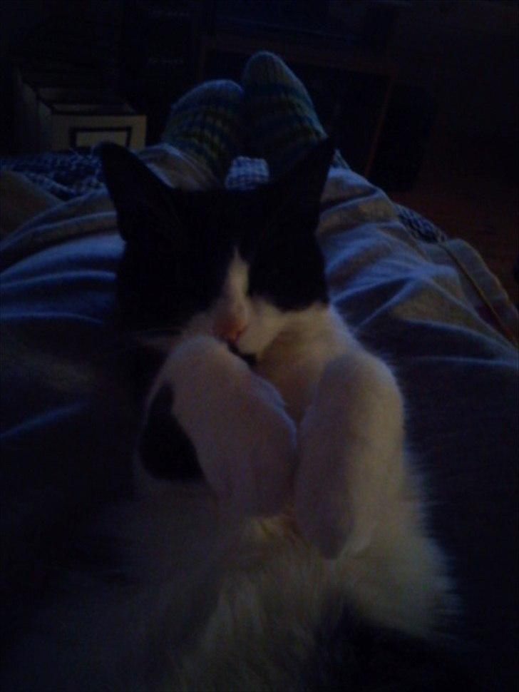 Huskat Tulle billede 9