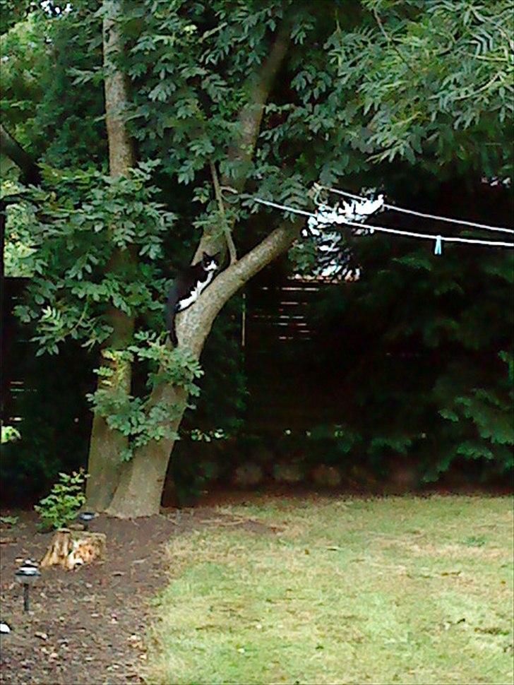 Huskat Tulle - Mon jeg nemmere kan hapse en lille fugl heroppe.  billede 10