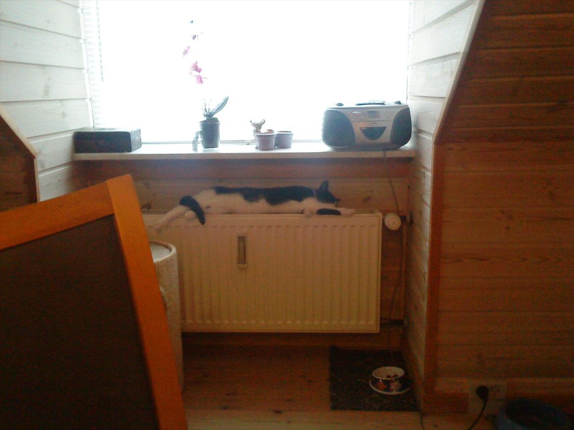 Huskat Tulle - Dejligt med en varmer. billede 11