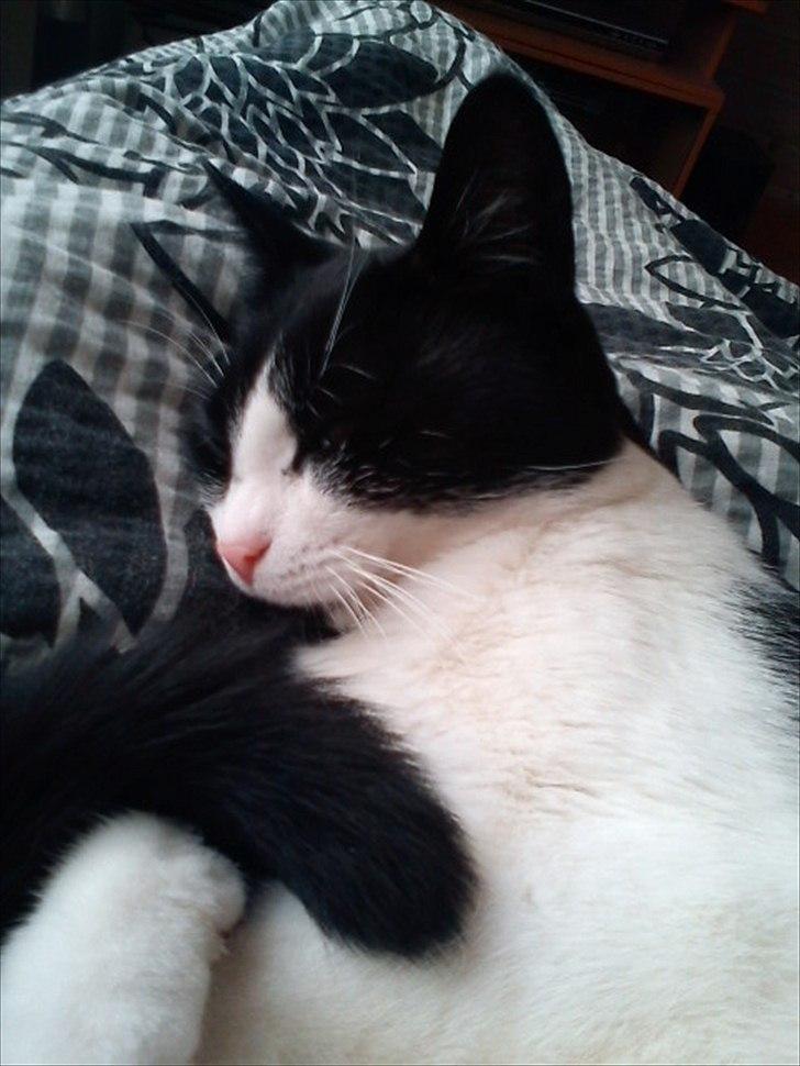 Huskat Tulle billede 12