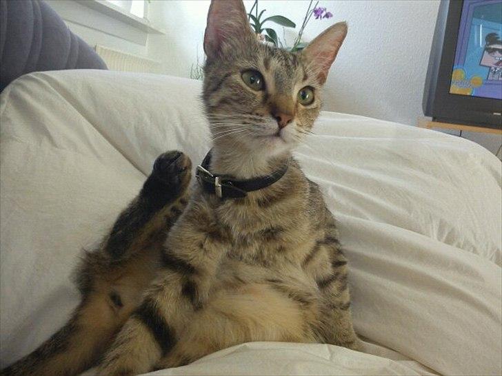 Blanding af racer Paint'Zooy billede 5