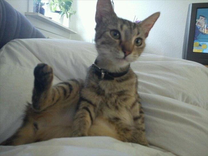 Blanding af racer Paint'Zooy billede 2