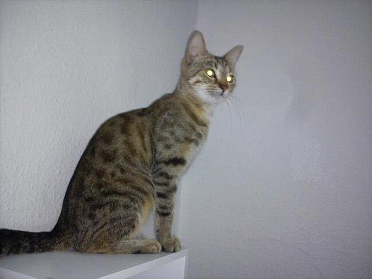 Blanding af racer Paint'Zooy billede 6