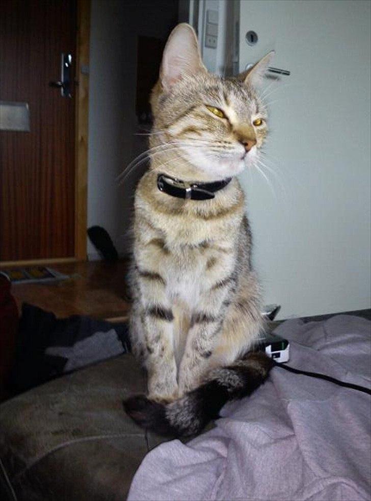 Blanding af racer Paint'Zooy billede 7