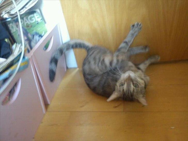 Blanding af racer Paint'Zooy billede 8