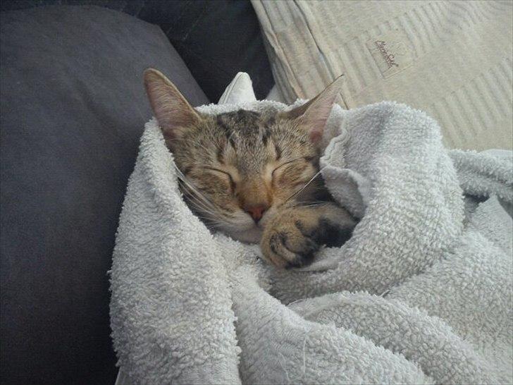 Blanding af racer Paint'Zooy billede 9