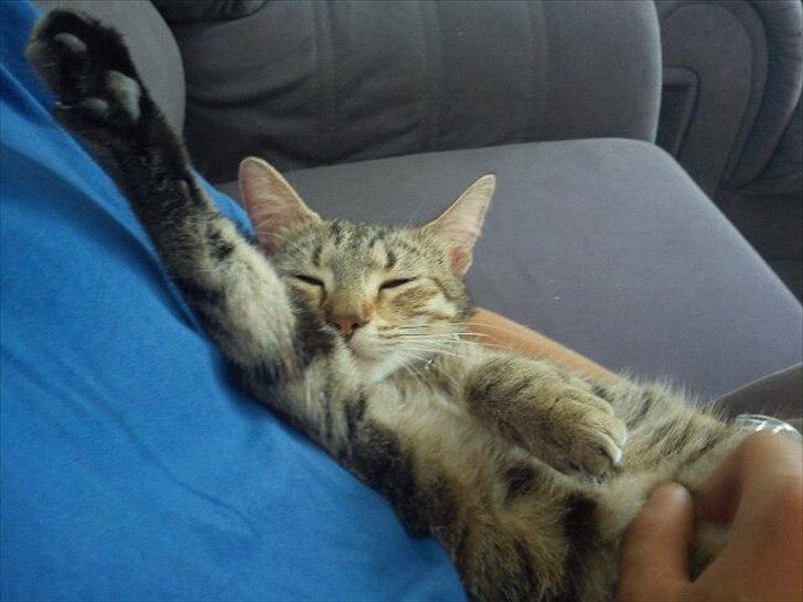 Blanding af racer Paint'Zooy billede 10