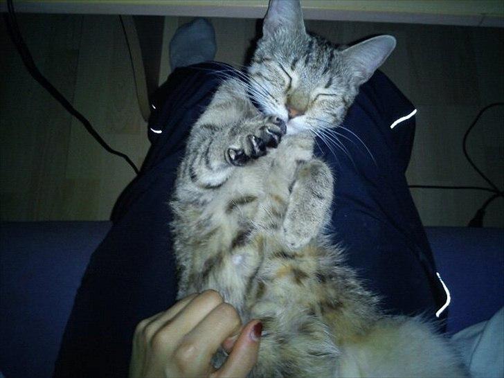 Blanding af racer Paint'Zooy billede 11