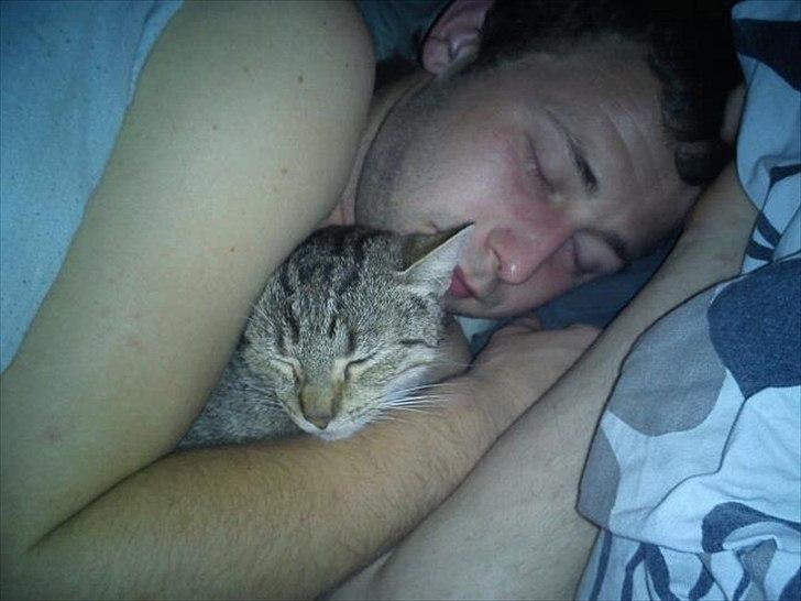 Blanding af racer Paint'Zooy billede 12