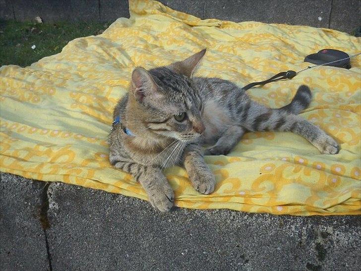 Blanding af racer Paint'Zooy billede 13