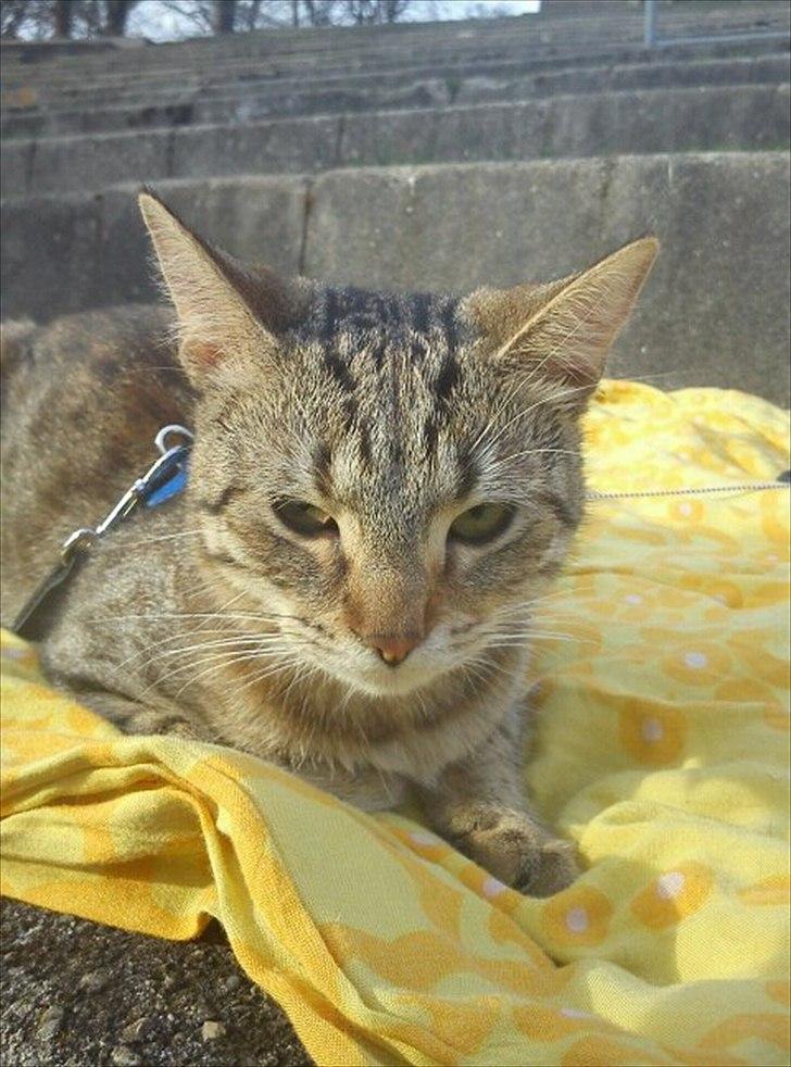 Blanding af racer Paint'Zooy billede 15