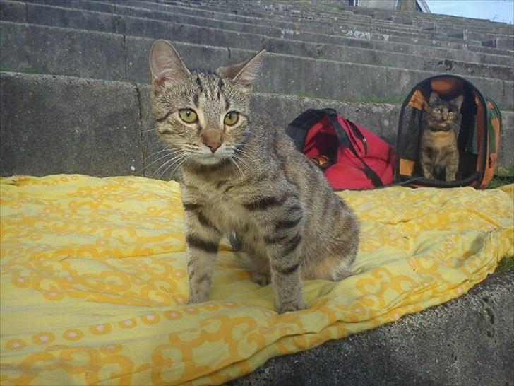 Blanding af racer Paint'Zooy billede 16