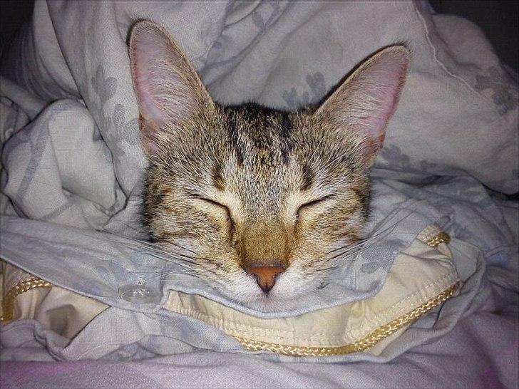 Blanding af racer Paint'Zooy billede 17