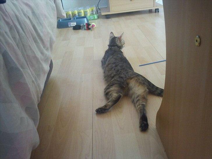 Blanding af racer Paint'Zooy billede 18