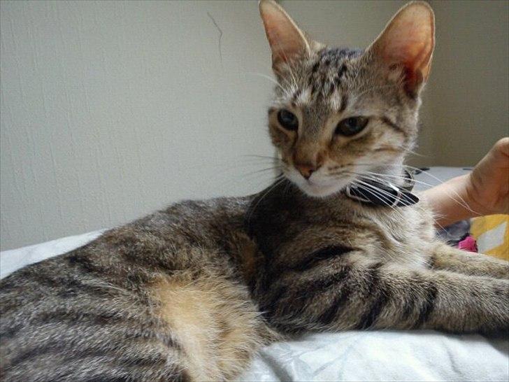 Blanding af racer Paint'Zooy billede 19