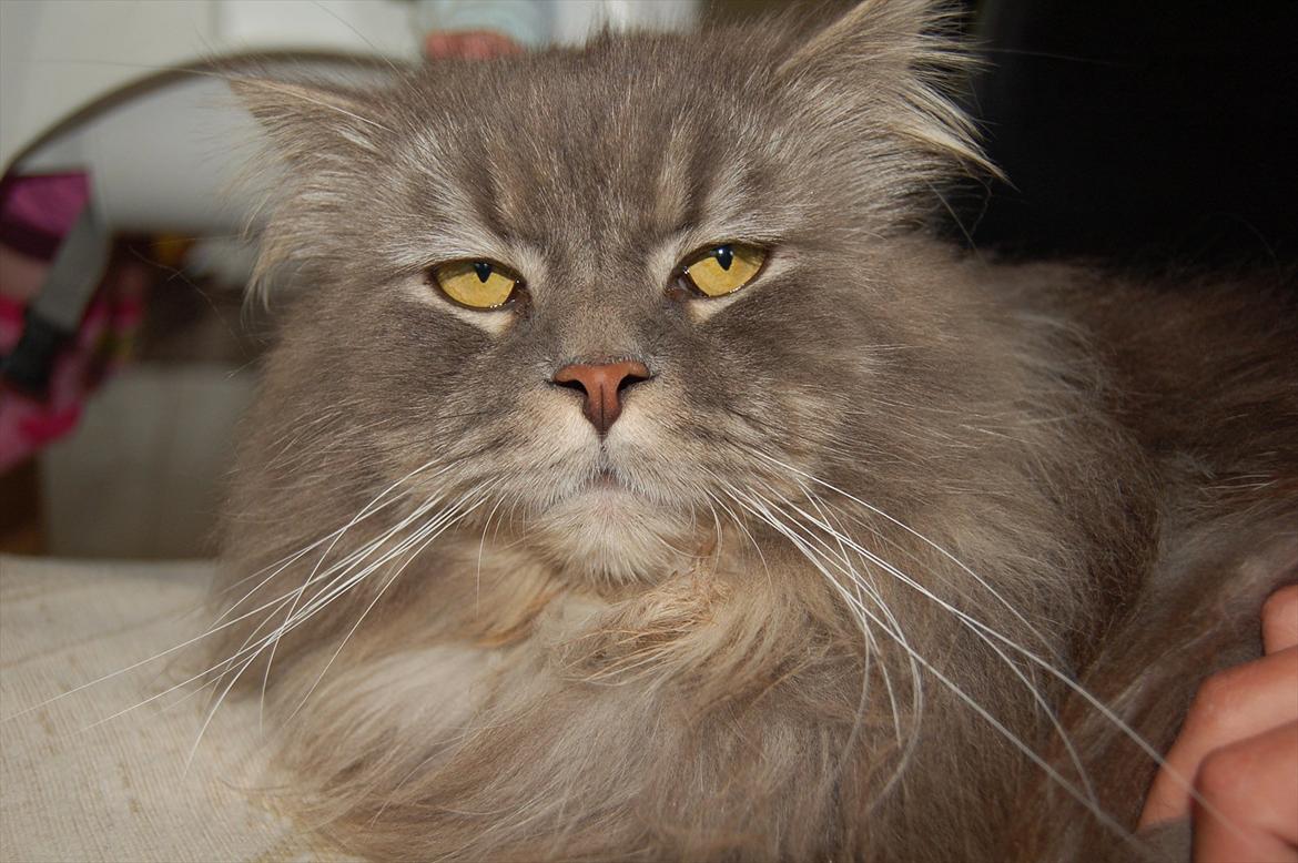 Blanding af racer Bittenøv billede 9