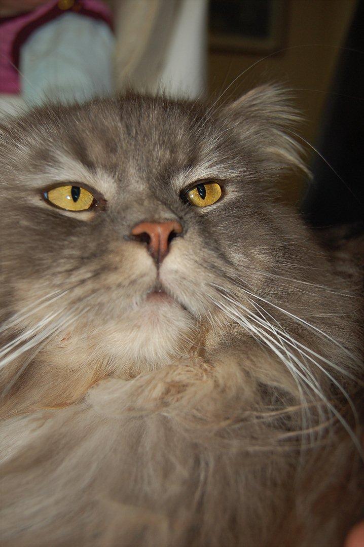 Blanding af racer Bittenøv billede 10